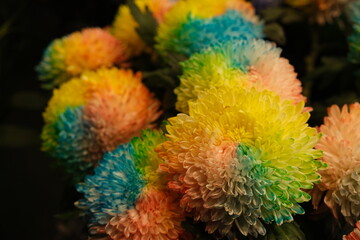 close up colorful dyed chrysanthemum flowers. dark background