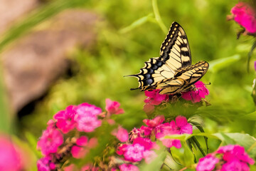 A butterfly sits on a carnation flower on a sunny summer day.