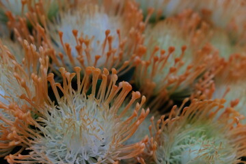 close up orange color stamen of pincushion flower. pincushion flowers background