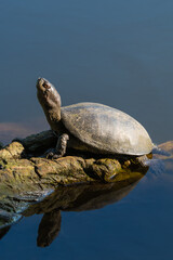 Obraz premium A Tortoise Standing by the Lake and Enjoying the Hot Summer Morning