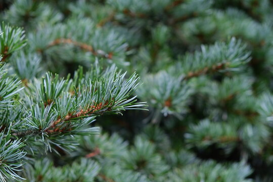 close up green pine leaves. Blur background.Plant called Five needle Pine and Pinus parviflora.