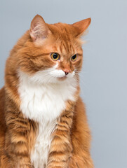 Obraz premium cat looks with disdainful eyes