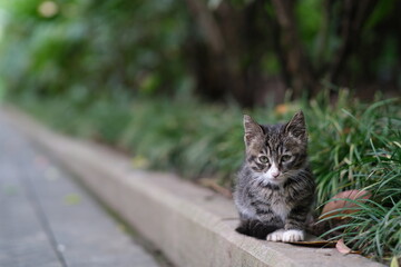 Naklejka na ściany i meble close up little wild cat in natural park, looking at camera