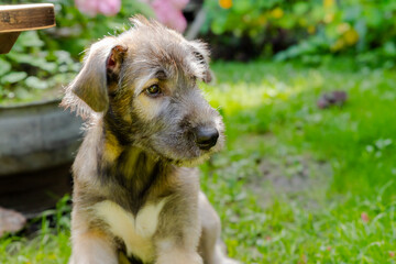 three month old irish wolfhound in the garden.The puppy of breed dog rests on a green grass.majestic Irish Wolfhound without the collar walks peacefully across the meadow with proudly erected head.