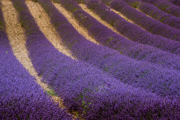 Plakat Lavender fields in Provence, France