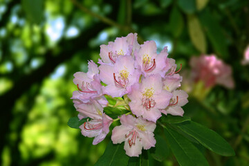 Inflorescence of evergreen plant Rhododendron Smirnova (Latin Rhododéndron smirnówii) against a blurred background of green vegetation.
