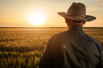 Senior farmer in standing in wheat field examining crop at sunset.