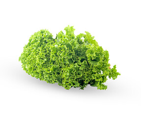green oak lettuce on a white,isolated