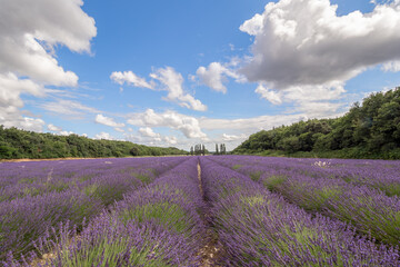 Naklejka na ściany i meble Lavender fields in Provence, France