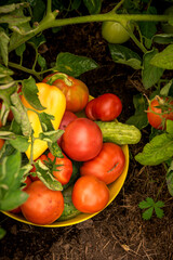 Harvest from the village garden - a bowl of vegetables for a salad in a garden with tomatoes.