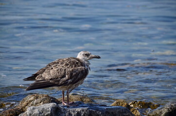 seagull on rock