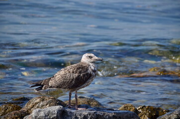 seagull on the rocks