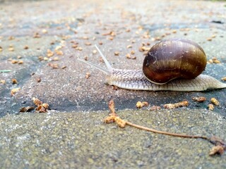 snail on the road