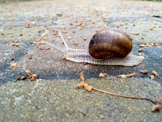 snail on the alley