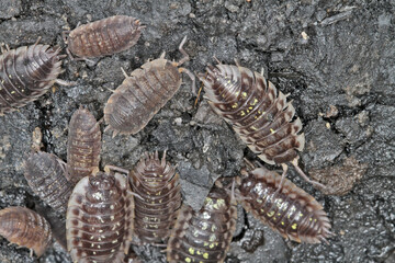 Oniscus asellus