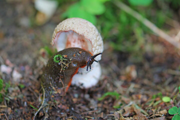 Common stinkhorn is eaten by the slug