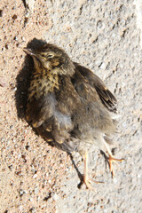 Little dead bird on the asphalt road. Ecological problems