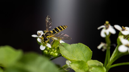Schwebfliege auf weißer Blüte