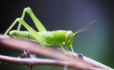 grasshopper on a leaf