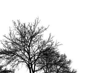 Silhouette d’un Arbre isolé sur fond blanc