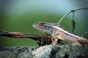 lizard on a tree