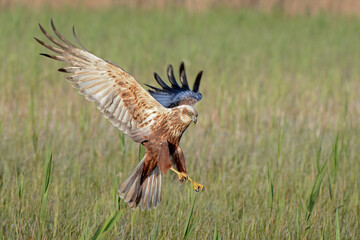 Marsh harrier (Circus aeroginosus) in flight over a prey.