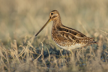 Common snipe (Gallinago gallinago)