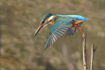 Common kingfisher (Alcedo atthis)