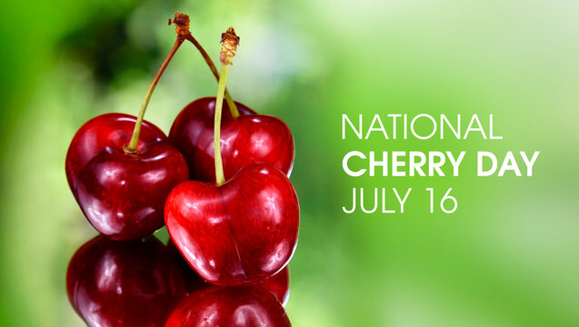 National Cherry Day stock images. Fresh red cherries on a green background stock photo. Ripe cherries reflection images. Cherry Day Poster, July 16. Important day