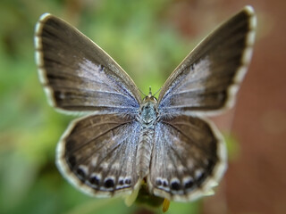 Macro shot of Lime blue⁣ butterfly