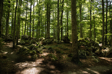 Waldidylle mit wanderweg.