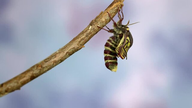 Schmetterling (Graellsia isabellae) breitet seine Fl&uuml;gel aus