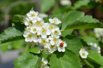 white flowers (белые цветы)