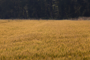 Gold colored meadow of wheat with forest background