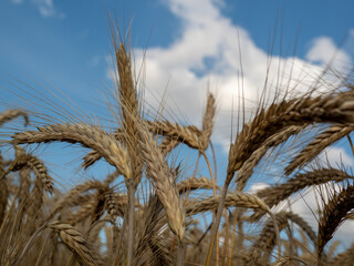 Golden wheat field against the background of the summer sky.