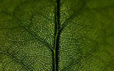 Close Up Of Green Leaf Texture