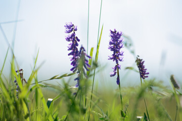 Lavender flowers in the field