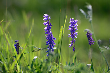 Lavender flowers in the field