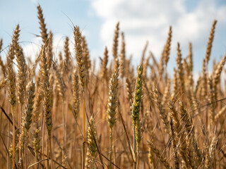 Golden wheat field against the background of the summer sky.
