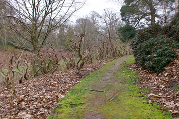 Grassy pathway leading through bushes and trees with no foliage in winter