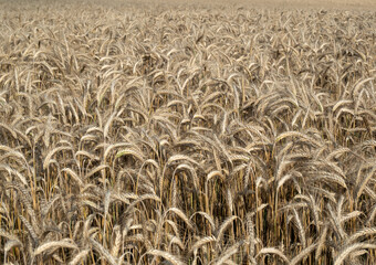Golden wheat field against the background of the summer sky.