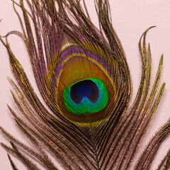 Square format image of an isolated peacock feather with white background