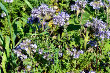 Obraz premium Agriculture, Phacelia Plant
