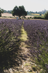 Fototapeta premium Incantevole campo di profumati fiori di lavanda