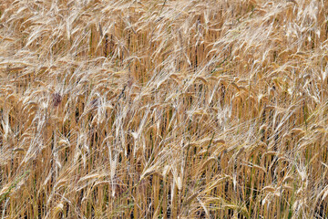 Agriculture, Rye Field