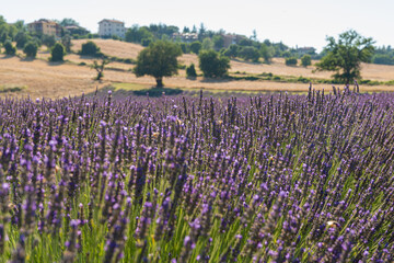 Obraz premium Incantevole campo di profumati fiori di lavanda