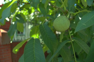 Walnut, grows on a tree near the village house.
