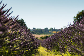 Incantevole campo di profumati fiori di lavanda