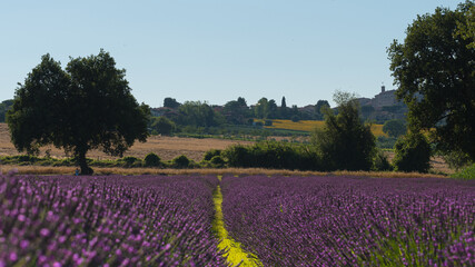 Incantevole campo di profumati fiori di lavanda