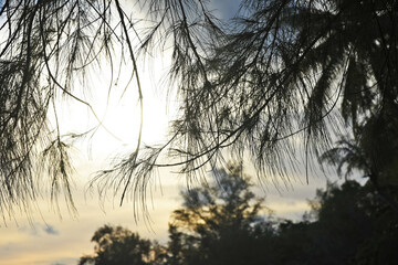 Landscape with sunset, the sun shines through the casuarina branches